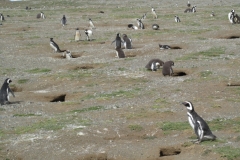 Isla Magdalena