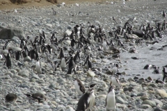 Magellan Penguin Colony