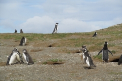 Penguins in their burrows